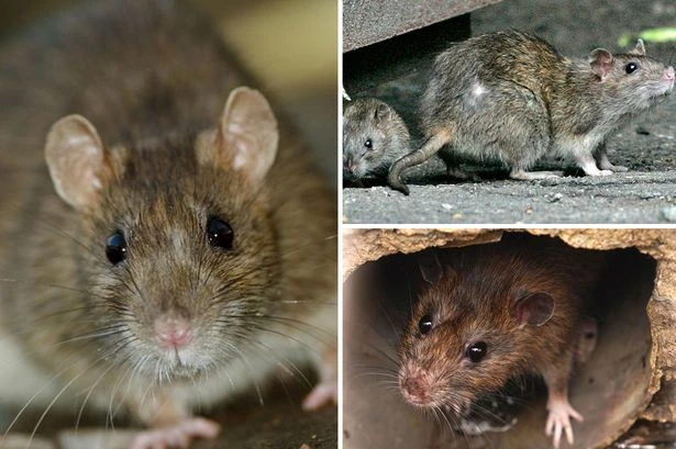 Rat infestation leaves many afraid to go outside as rodents becoming 'more confident'