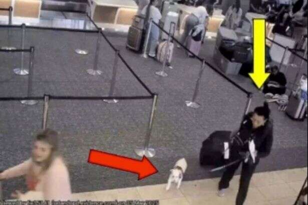 Janitor makes horrifying discovery as woman 'drowns her pet dog in airport toilet'