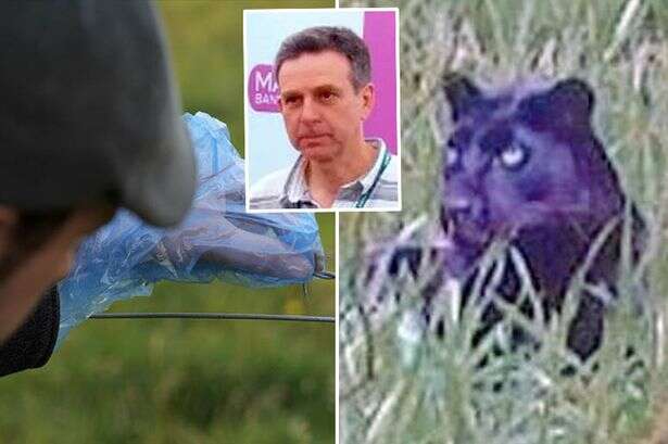 Brits terrorised by 'panthers' that 'maul lambs' as expert reveals secrets of 'stealthy' cats