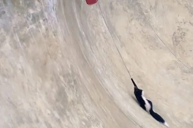 'Stinky Skater Boi' skunk takes off with skateboard after getting trapped