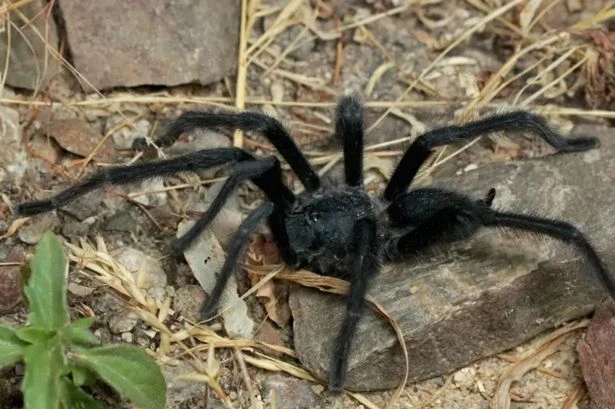 New tarantula with giant manhood to keep girls at bay discovered by scientists