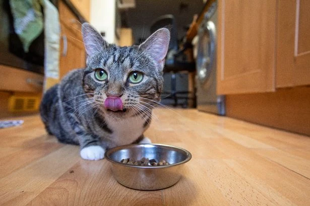 Does your cat truly love you or is it just hungry? Take this quiz to find out