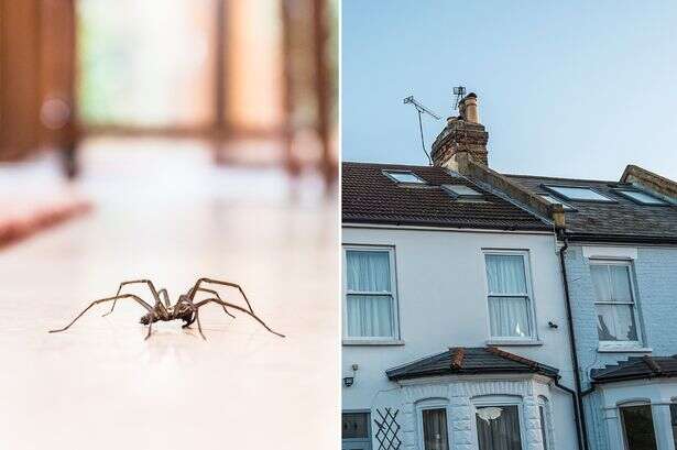 Skin-crawling number of spiders in every Brit's home as randy arachnids rush indoors