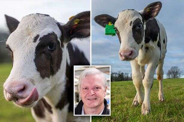 Hilda the IVF cow makes 'hugely significant' fart free breakthrough to stop the end of the world