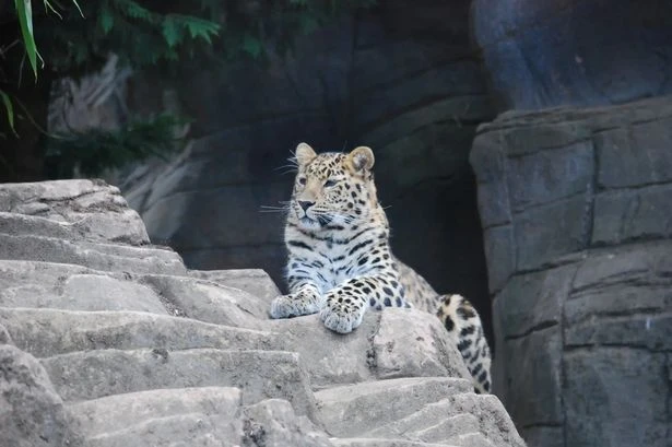 'World's rarest big cat' miraculously born after leopard parents 'matched on dating app'