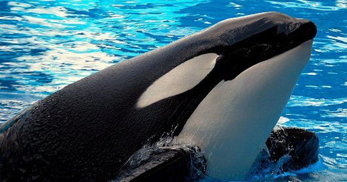 'Psychotic' killer whale dragged tragic trainer to death after life of captivity