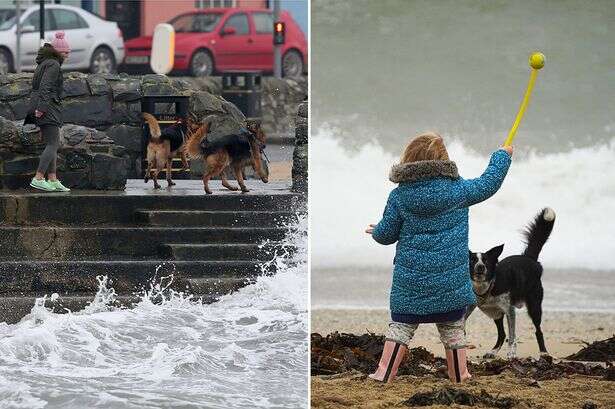 Met Office issues dog owners strict Storm Eowyn warning with barrage of 90mph winds