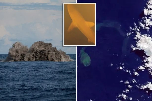 'Sharkcano' launches hammerheads across the ocean after giant underwater eruption