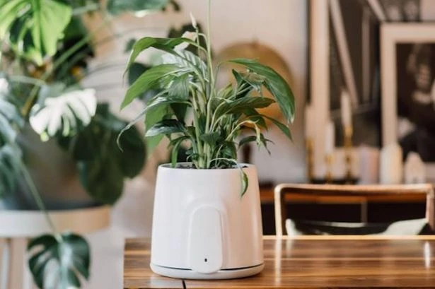 You’ll never believe what this plant pot can do – and it could save you a fortune
