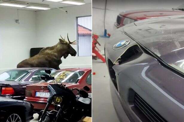 Raging moose breaks into BMW dealership before smashing up classic 8 Series car