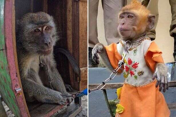 Monkeys forced to dance for tourists and smoke cigarettes finally freed from cruel torture