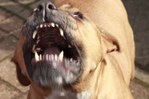 Brit dies infected with rabies after contact with a stray dog while on holiday