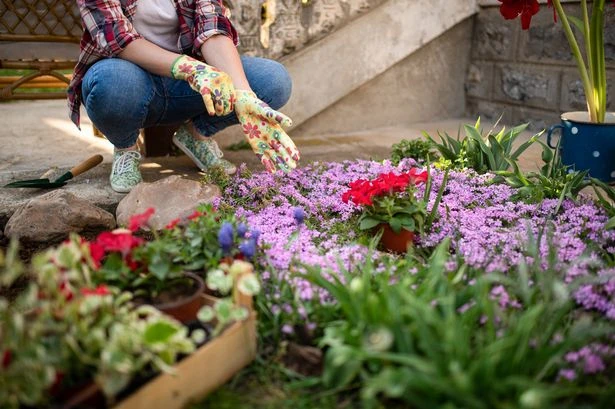 Ten plants most likely to be stolen from your garden this summer – see full list