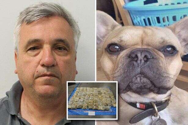 Bob the French bulldog brings entire drug trafficking ring down to its knees