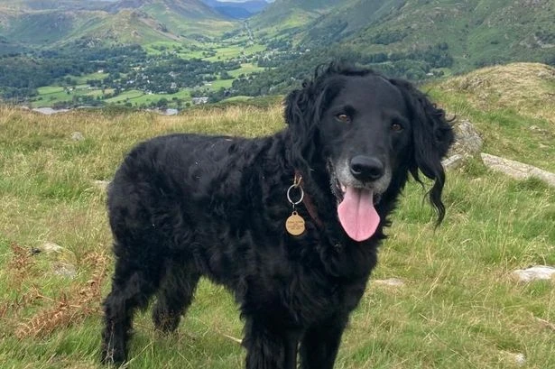 Britain's most scenic dog walks revealed - and we'd drive 69 miles to get there