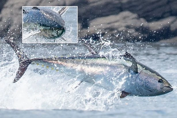 World's most expensive fish 'as big as dolphins' snapped hunting in UK waters