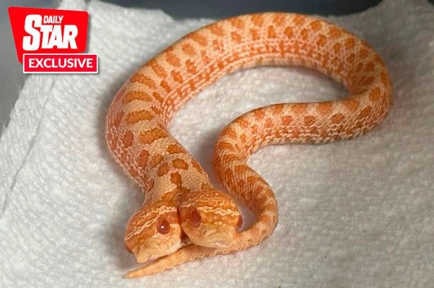 Snake with two heads hatches in rare phenomenon as both fight to 'take charge'