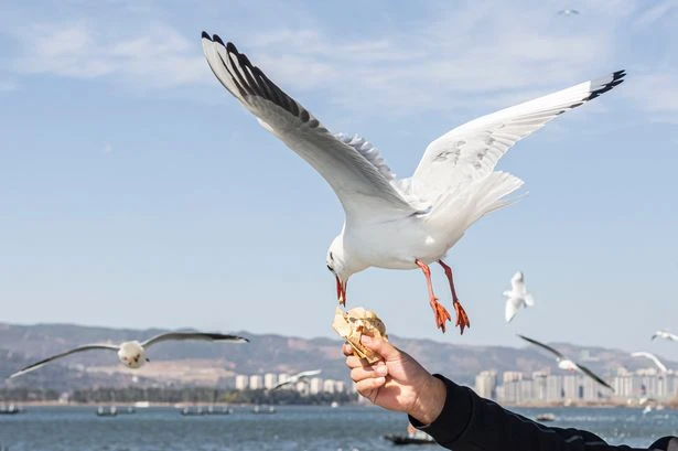 Seagull flocks growing as it's easier to nick pasties than find food, say boffins