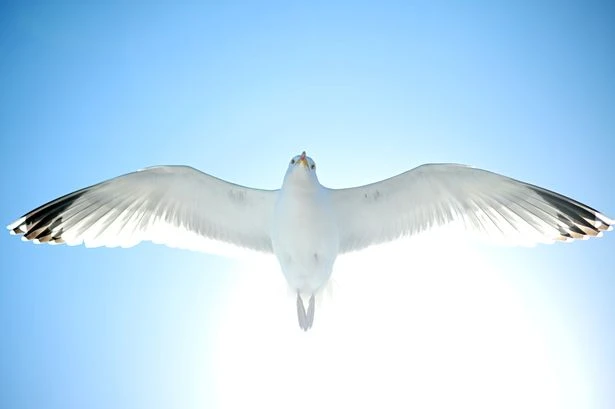 Seagull 'summit' planned to tackle psychotic flying scumbag's reign of terror