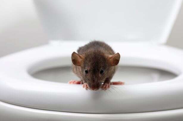 Stop mice from invading your home with solution rodents find 'unpleasant'