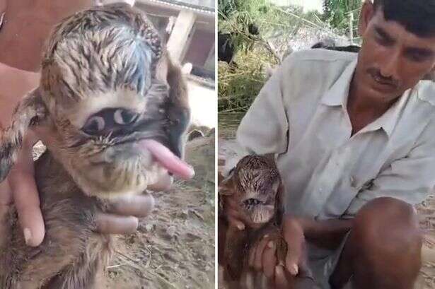 'Mutant alien' goat with conjoined eyes leaves locals convinced they've found ET