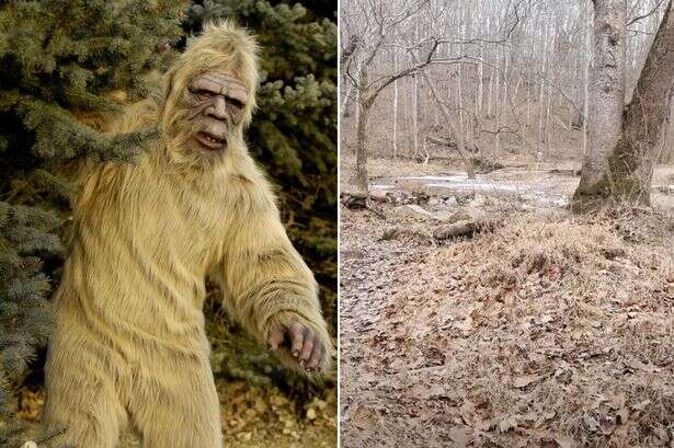 'Bigfoot's real voice' captured on audio for first time – and it's not what you'd expect