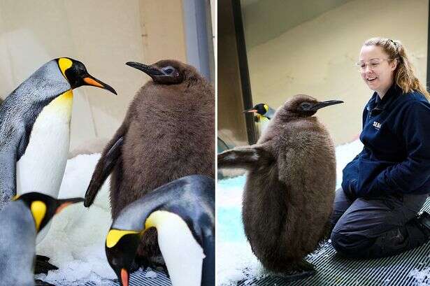 'Chunkiest baby penguin in the world' almost the same weight of both parents combined