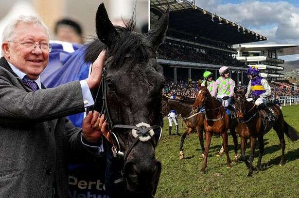 Sir Alex Ferguson leads Cheltenham fever as UK battle for 'horse racing's Ryder Cup'