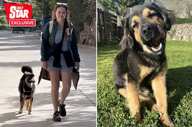 'A dog adopted me in Peru and wouldn't leave my side, now I'm bringing him home'