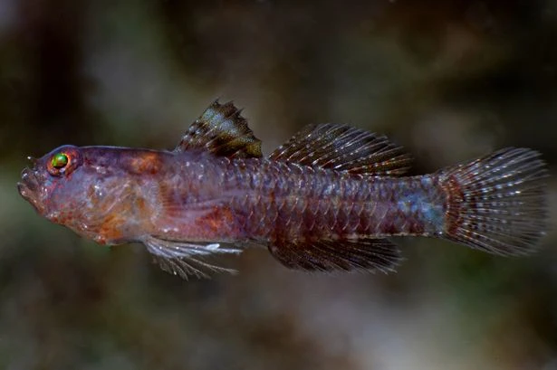 Weird new 'emo' creature discovered as it's named after Star Wars character