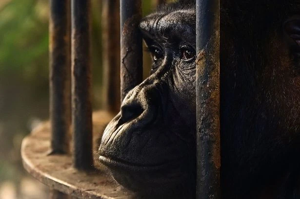 Fears over 'world's loneliest gorill'a as animal 'takes time off for health'