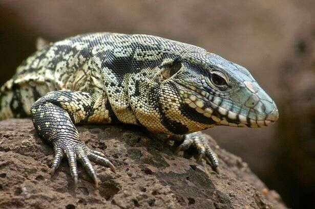 Dog-sized lizards that 'eat everything in sight' rampage through US state