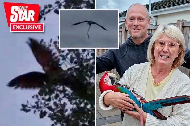 Jealous parrot escapes after owner gets new bird – then tells him to f*** off from tree