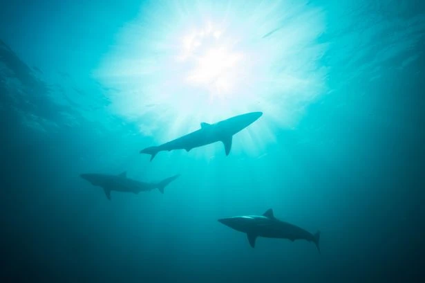 World's most 'dangerous' beach most likely to be attacked by sharks in 2025