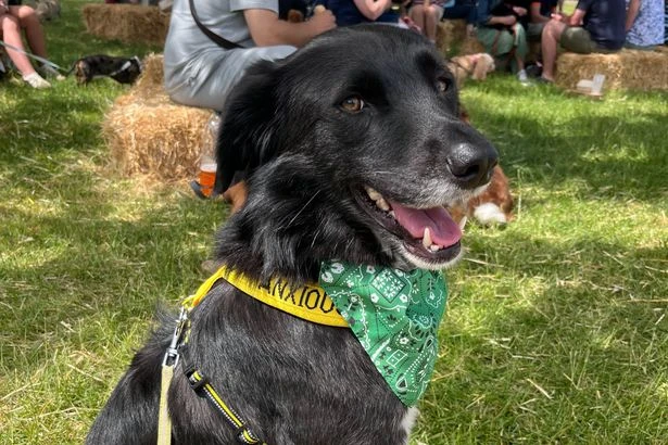 Dog lovers urged to stop stroking pooches in public as expert issues warning