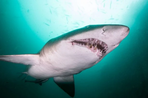 Urgent shark warning issued as disgusting discovery washes up on beach