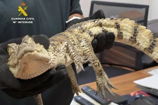 Tourists shocked after they discover terrifying reptile creature in Spanish swimming hotspot