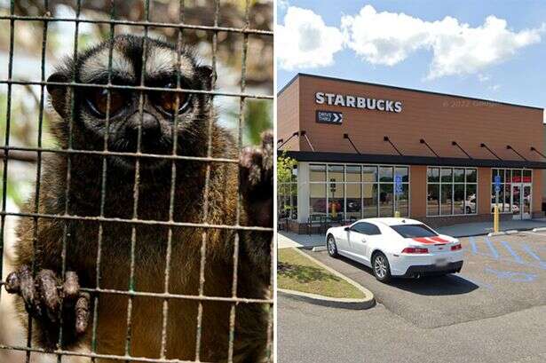 Pet monkey jumps through drive-thru window and bites Starbucks worker