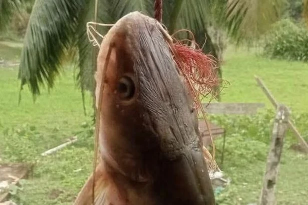 Fisherman finds severed 'human-like' hand inside massive catch and is left horrified