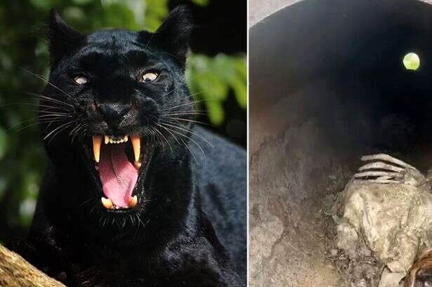 Big cat fears as 'leopard's lair' full of sheep bones found inside pipe in UK countryside