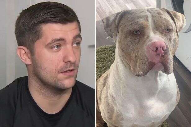 Police 'accidentally' put down 'innocent' XL bully as owner says he won't let it go