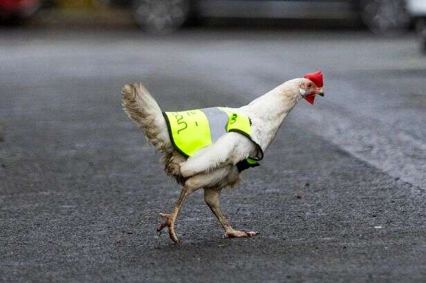 Chicken who goes on 'adventures' given a hi-vis jacket to keep her safe crossing the road