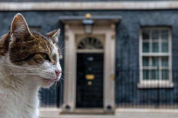 Larry the Downing Street cat is a 'little s**t' and 'most miserable' moggy you'll meet