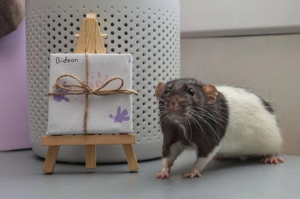 Rats painting mini masterpieces using paws as teen sells them for £500 a pop