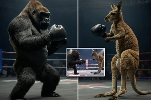 What to do if you're attacked by psycho kangaroo and how many could flatten a gorilla
