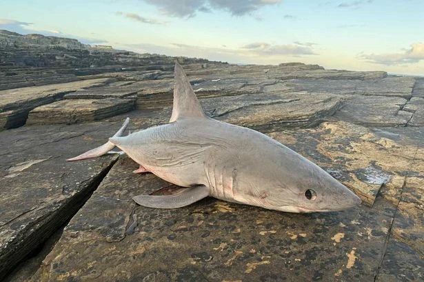 Walker's horror after finding fearsome cousin of great white shark washed up on shore