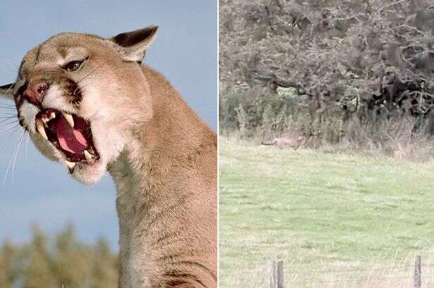 Expert says big cats are 'feasible' as another beast was spotted roaming UK countryside