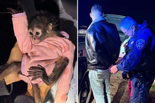 Baby spider monkey in pink onesie found 'clinging' onto Rolls Royce Ghost driver