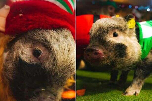 Panto pigs get dressed up to show there's more to them than Christmas dinner