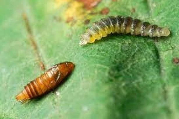Marauding moths from Macedonia wreaking havoc across British conker trees